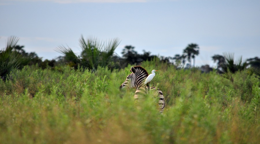 Unforgettable Family Safari Vacations in Tanzania